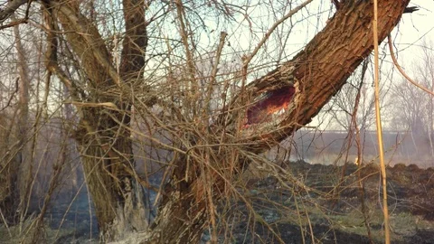 Burning tree. 库存影片 74067550