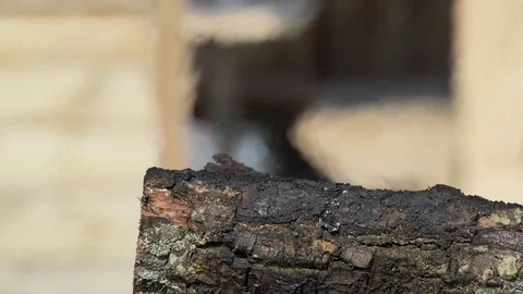 The burning tree Vídeos de archivo 81162700