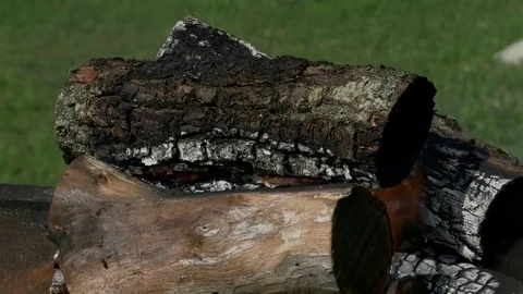 The burning tree Vídeos de archivo 81162802