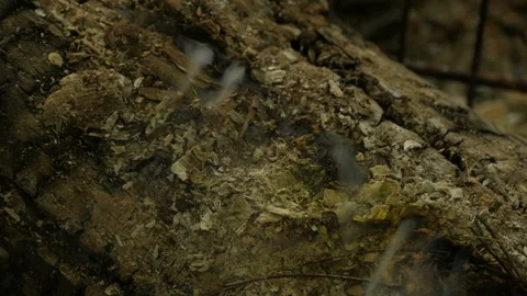 Burning tree Stock Footage 133245012