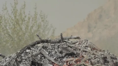 Burning Tree Stockbeeldmateriaal 235984408