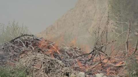 Burning Tree Stock Footage 235984424