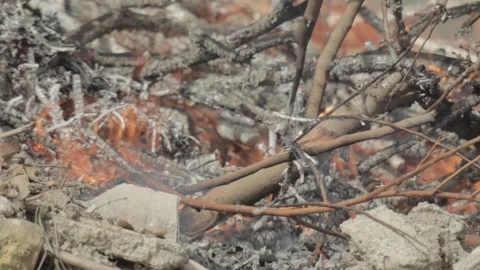 Burning Tree Stock Footage 235984426