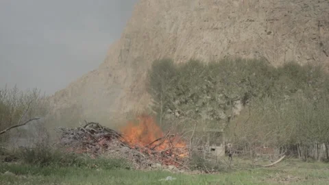 Burning Tree Stock Footage 235984463