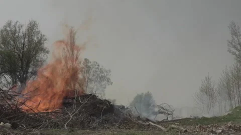 Burning Tree Stock Footage 235984477