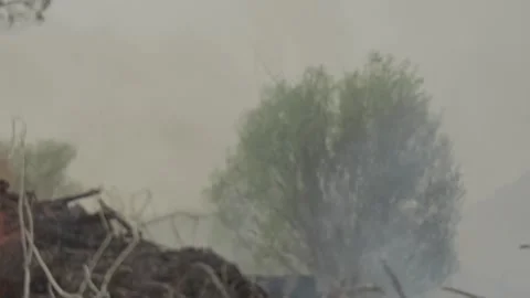 Burning Tree Stock Footage 235984480