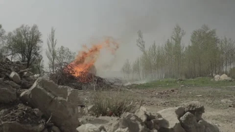 Burning Tree Stock Footage 235984533