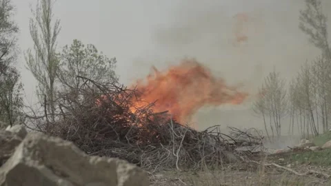Burning Tree Stock Footage 235984552