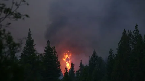Burning Tree in Forest Fire Stock Footage 41831961