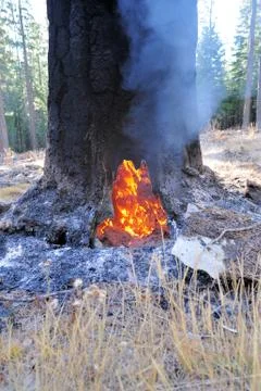 Burning tree in the forest Stock Photos