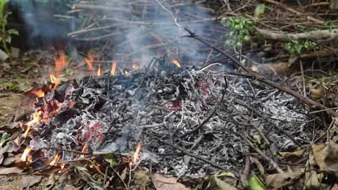 Burning tree leaves and branches in the garden Stock Footage 292724949