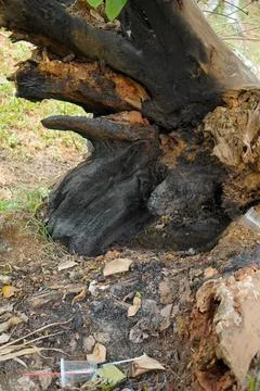 Burning tree Foto stock