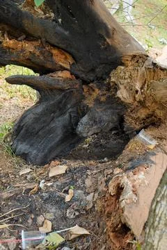 Burning tree Stock Photos