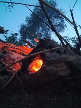 The Burning Tree Stock Photos