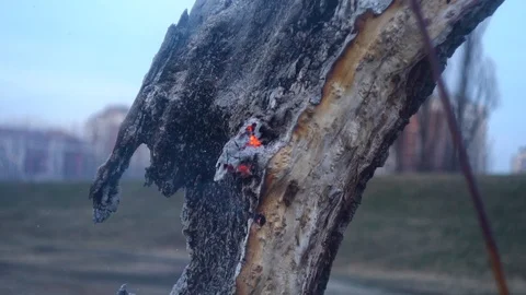 Burning tree in slow motion Stock Footage 104801684