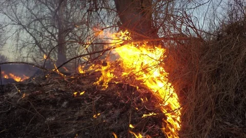 Burning tree. The sound of burning grass 库存影片 74078103