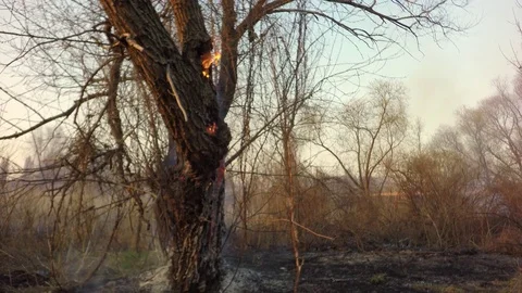 Burning tree. The sound of burning grass. 库存影片 74117174