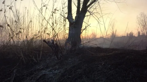 Burning tree. Spread of fire. Video stock 74078122