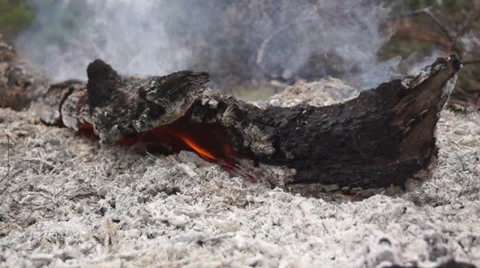 Burning Tree Stump turning to ash Видео 35837211