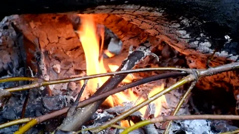 Burning Tree Trunks Stock Footage