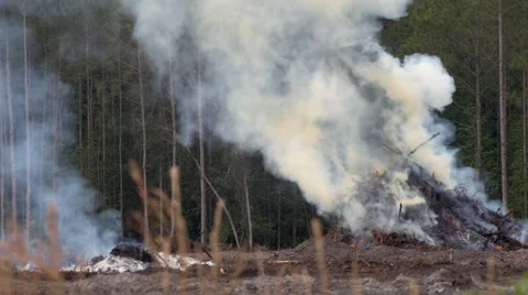 Burning Trees to Clear Land 스톡 동영상 66254015