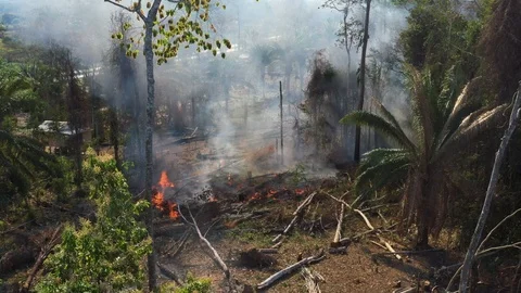 Burning trees on the floor of the Amazon Rainforest. Still drone shot Stock Footage 115508756