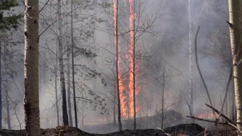 Burning trees on the floor of the Amazon Rainforest. Still drone shot Stock Footage 130510161