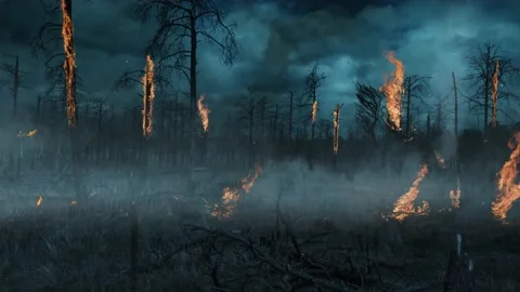 Burning Trees with Storm Clouded Sky 4K Stock Footage 236792882