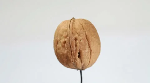 Burning walnut on white background Stock Footage 35713451