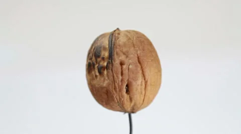 Burning walnut on white background Stock Footage 35713475
