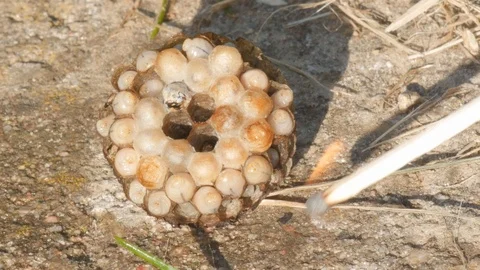 Burning wasp nest, larvae Stock Footage 90096279
