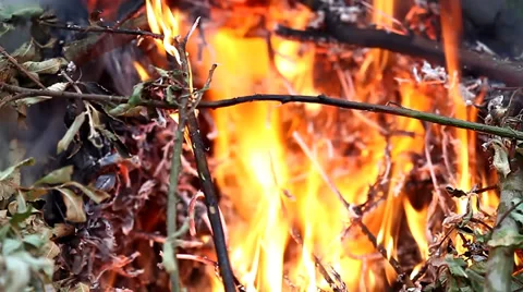 Burning  weeds and twigs Stock Footage 35625342