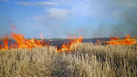 Burning Wheat Stubble and Climate Crisis Vídeo Stock 331827332