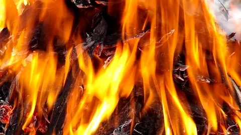 Burning wood attacked by larvae Stock Footage 80388516