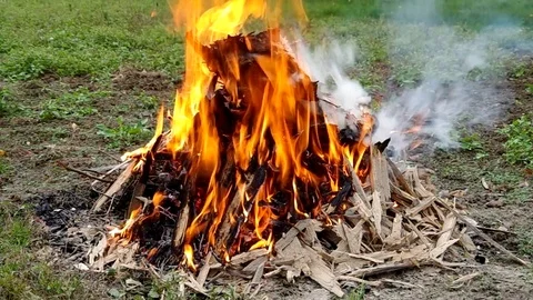 Burning wood attacked by larvae Stock Footage 80388529