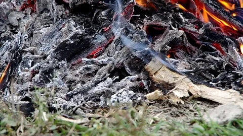 Burning wood attacked by larvae Stock Footage 82352804
