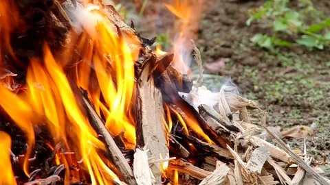 Burning wood attacked by larvae Stock Footage 82499261
