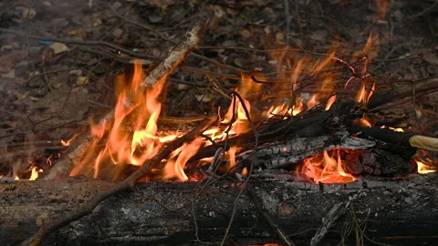Burning wood in the fire Stock Footage 228485960