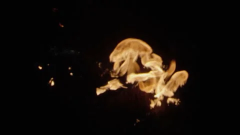 Burning wood Stock Footage 171461765