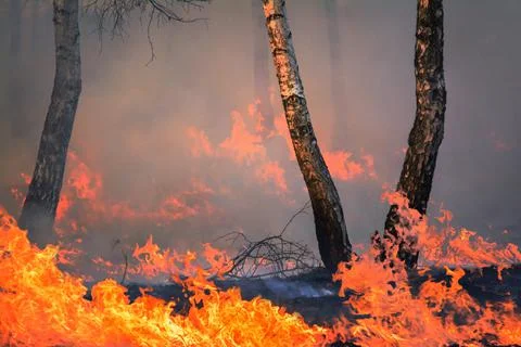 Burning young trees and grass in the countryside at night Stock Photos