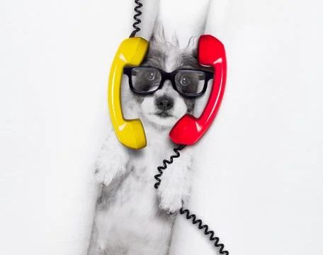 Burnout  dog at work Foto stock