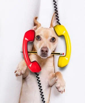 Burnout  dog at work Stock Photos