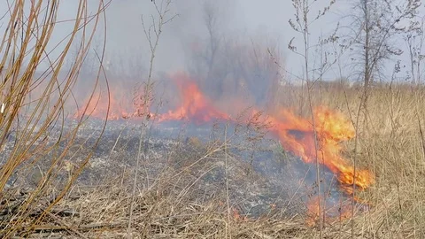 Burns dry grass. The fire in the fields a large scale. The fire burns everything Stock Footage 74129179