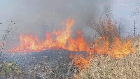 Burns dry grass. The fire in the fields a large scale. The fire burns everything Stock Footage 74129509