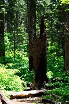 Burnt And Broken Tree Trunk With Green All Around Stock Photos