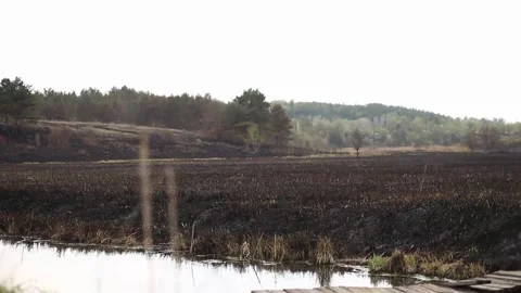 Burnt and dead grass on black dead ground. a forest fire that killed insects and Stock Footage 168315373
