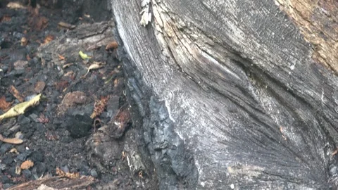 Burnt and Living Tree Bark — Close‑Up Texture Contrast Stock Footage 345700119
