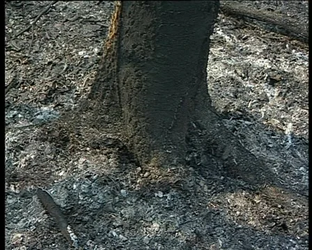 Burnt bark of birch trees Stock Footage 1013198