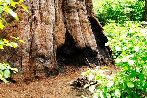 Burnt Base Of Sequoia Tree In Big Trees State Park Stock Photos