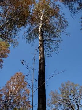 A burnt birch tree from a forest fire against a blue sky. Stock Photos